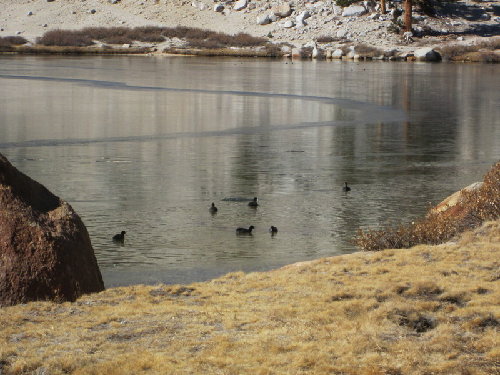 Birds on Cottonwood lake 3