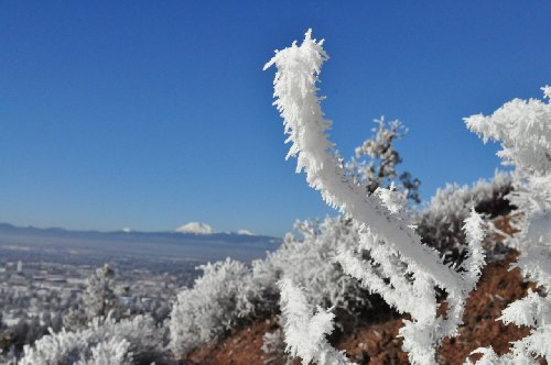 Snag, Mt. Bachelor in the Background