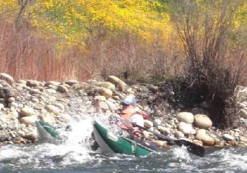 Telemetry Trout Survey on the Kings