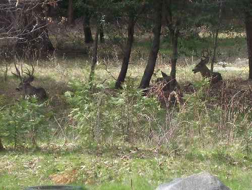 Deer lying down - acting like it was going to rain