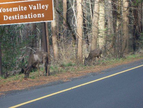 More Deer
