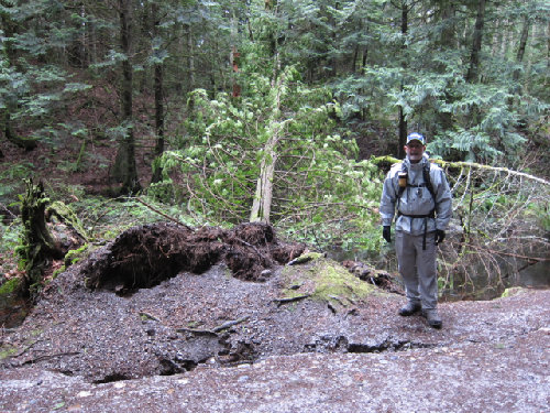Many trees had fallen near or across trails due to lots of rain and wind