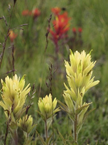 Paintbrush