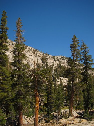 Tree line followed to get from Red Peak Fork to Gray Peak Fork Drainage