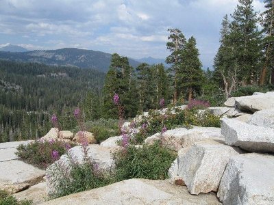 3. Fireweed and fast-moving clouds