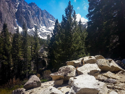 An adorable marmot by the trail