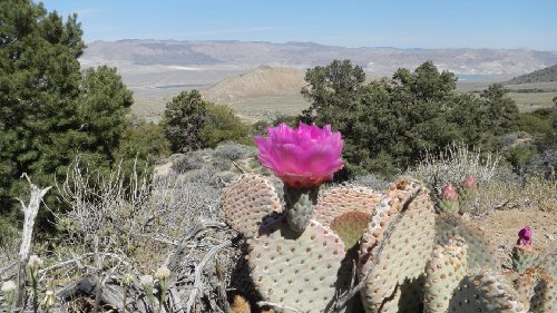 Blooming cactus on the way up