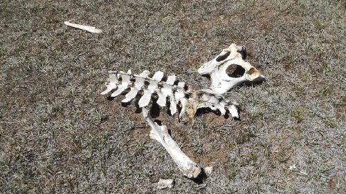...is &quot;bone&quot; dry!