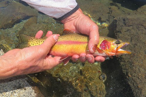 13&quot; Golden