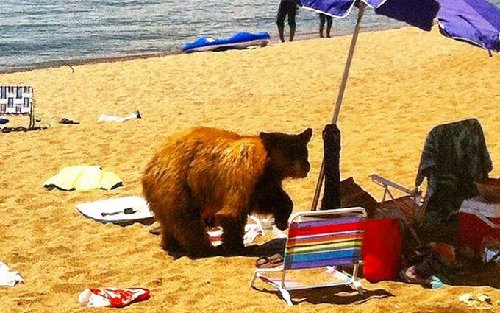 beach bear.jpg