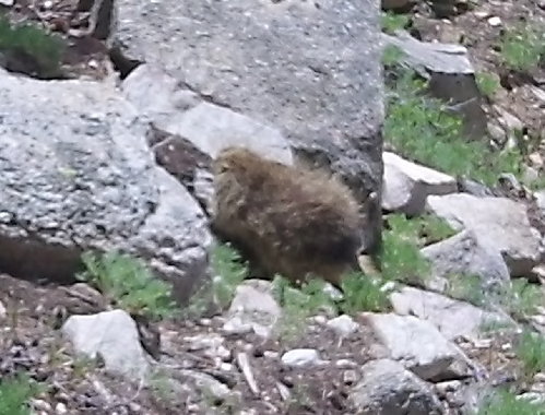 Porcupine