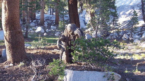 Camp Bear