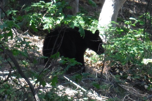 Fri - Bear .jpg