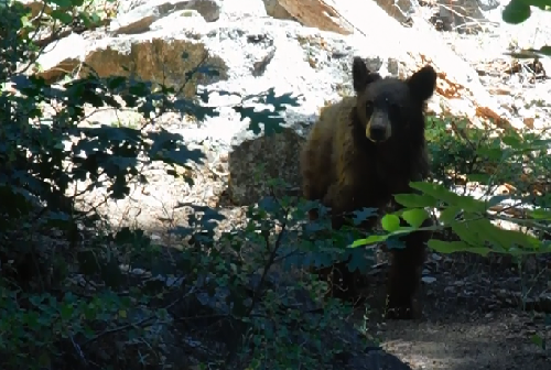 Bear Cub