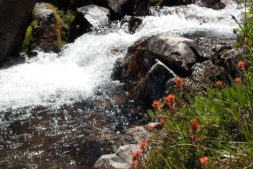 Meadow stream and paintbrush