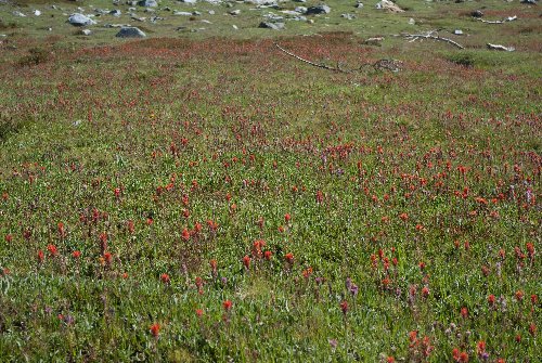Paintbrush at SW end of Garnet