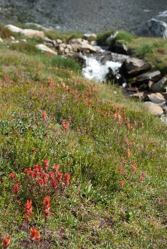 Paintbrush in Ediza feeder meadow