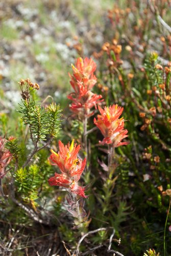 Paintbrush above Ediza
