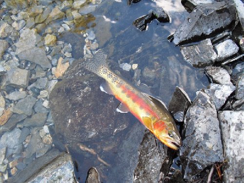 Golden Trout (800x600).jpg