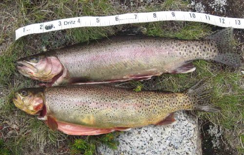 Golden-rainbow hybrids from the largest Lost Lake