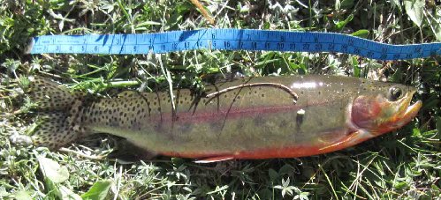 My last fish of the trip, a golden from the lowest Alger Lake.