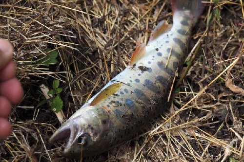 O. masou ssp. caught from small mountain stream.