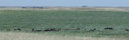 7 Bison.JPG
