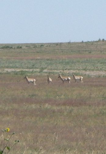 8 Antelope.JPG
