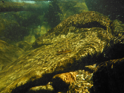 trout bear creek72.jpg