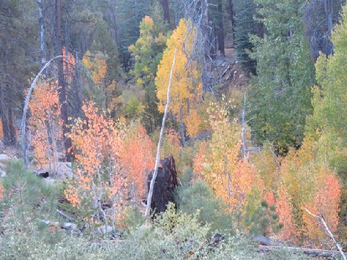 Fall colors in Comanche.jpg