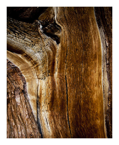 Juniper Bark