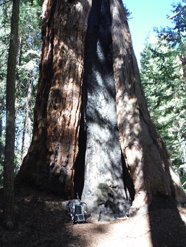 Tree.jpg