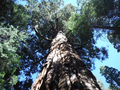 TreeII.jpg